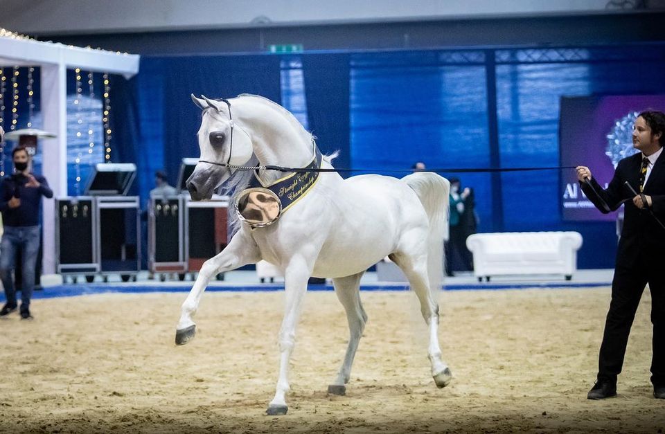 Naseem Al Rashediah and Nardene Al Naif Gold Champions at the SEWC Milano