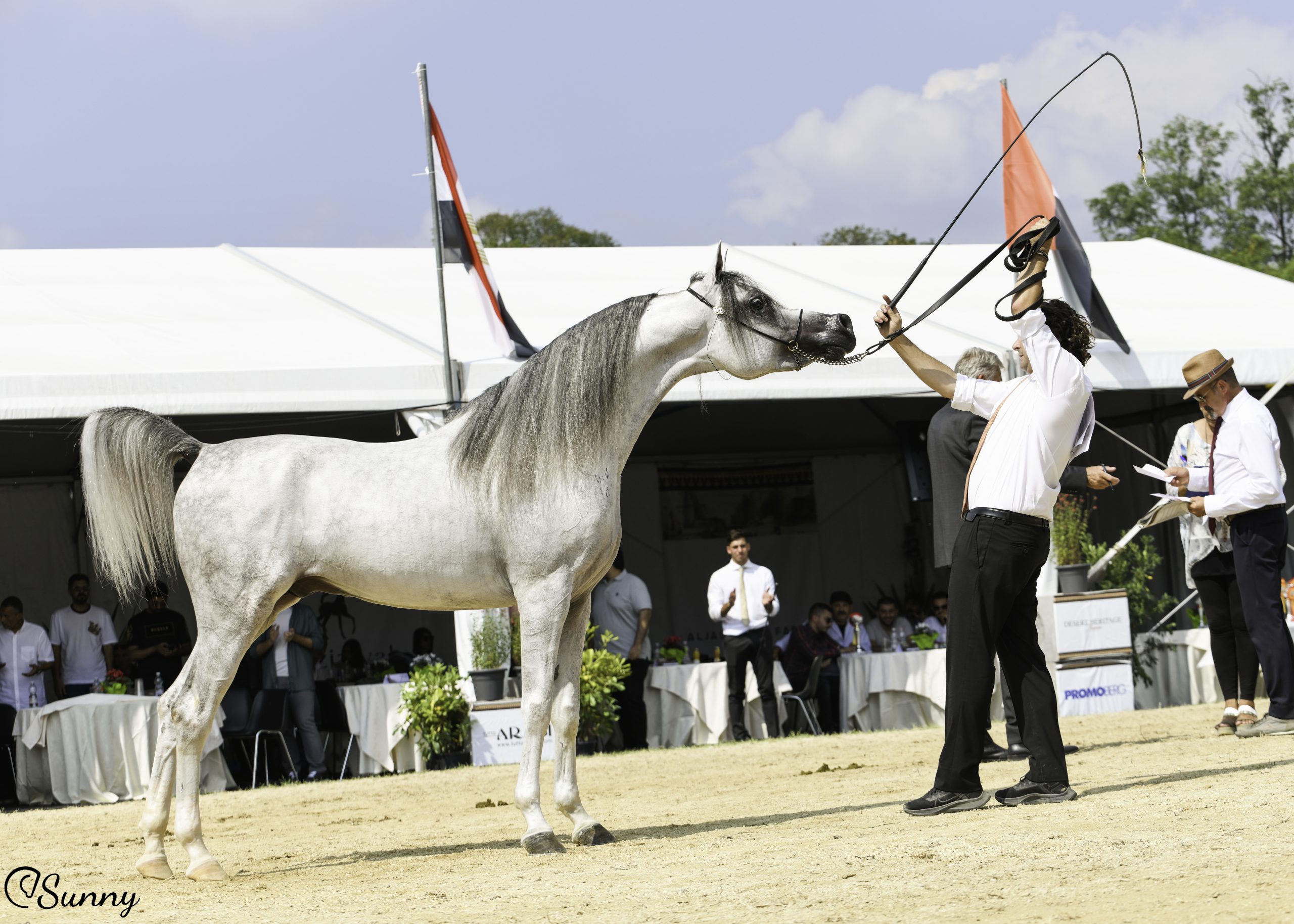 gold-junior colt-n30DSC_1440