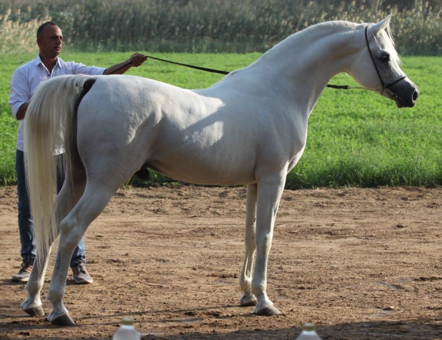 Impressions of Egypt November 2025